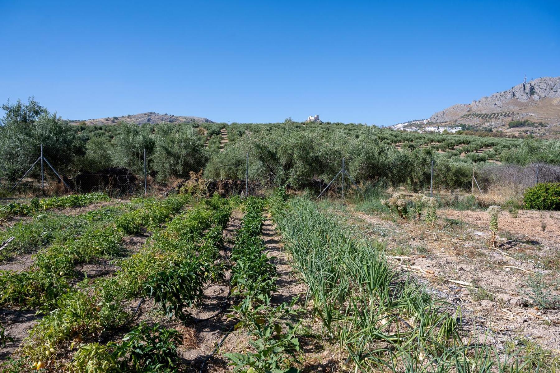 Luque Agroturismo Ecologico El Cortijillo المظهر الخارجي الصورة